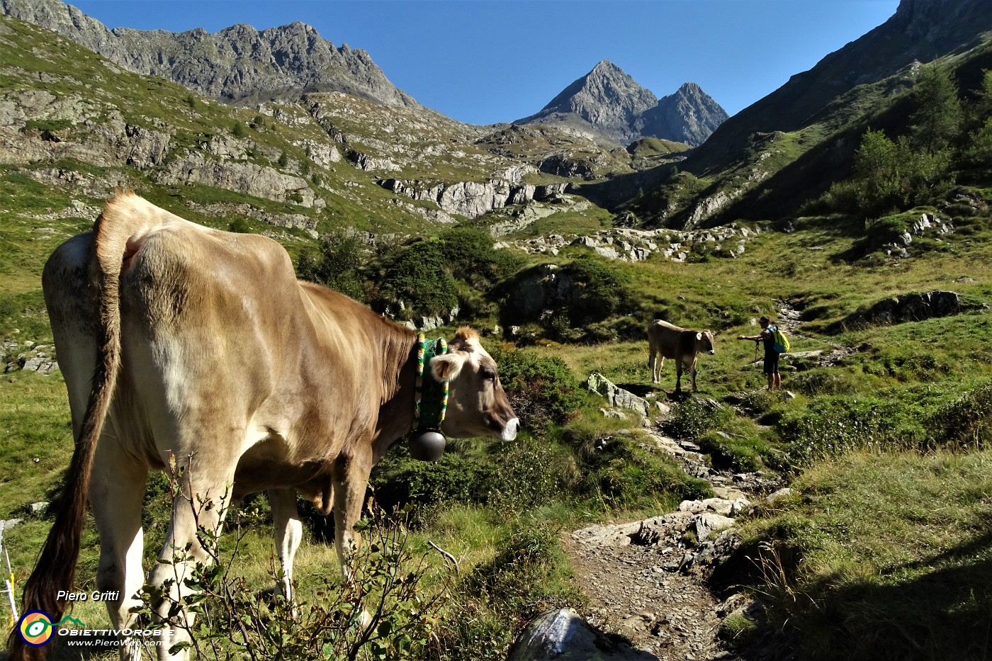 27 Mucche sul sentiero, Diavoli in alto....JPG